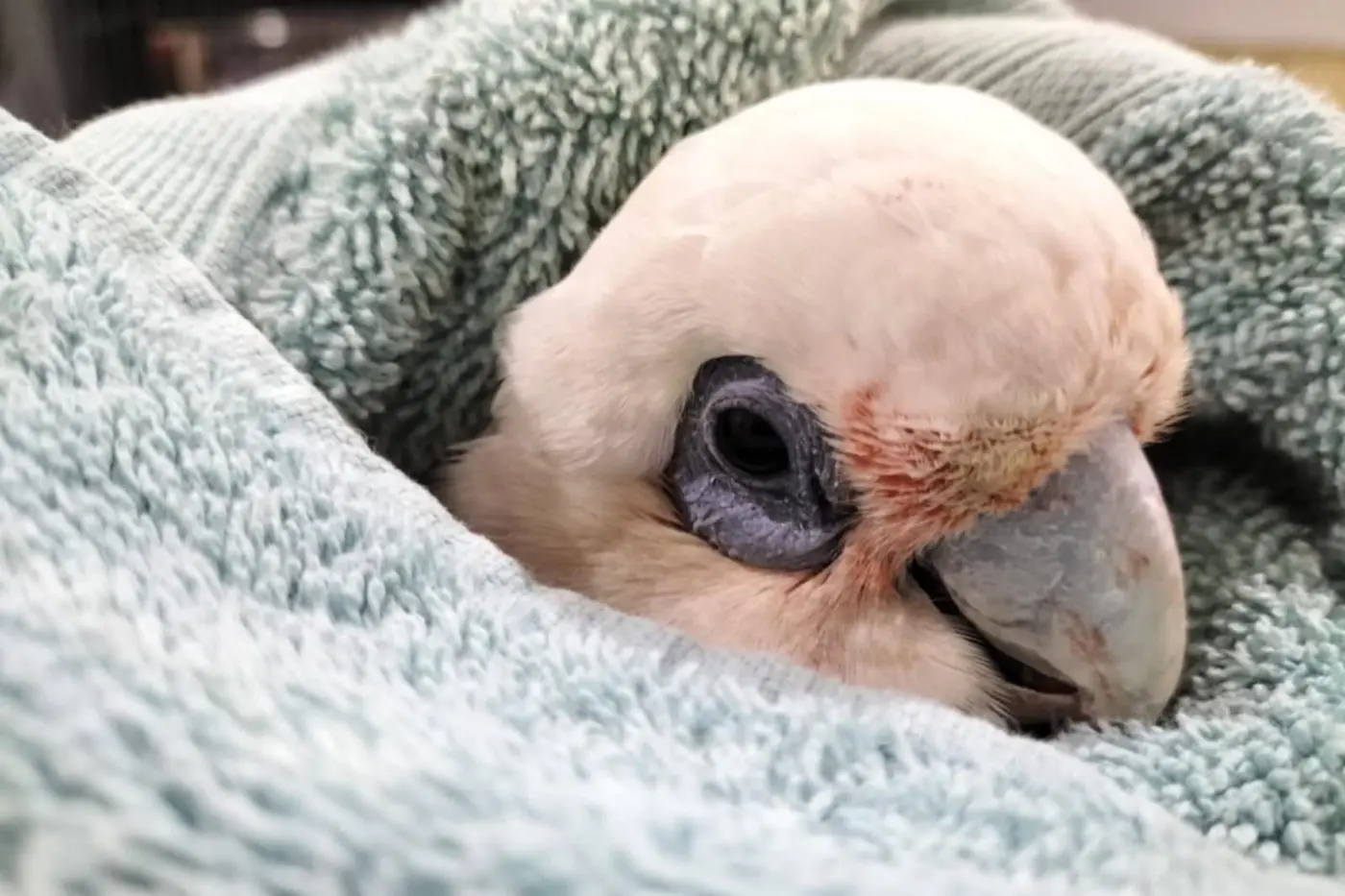 PHOTO: Wildcare/Facebook.