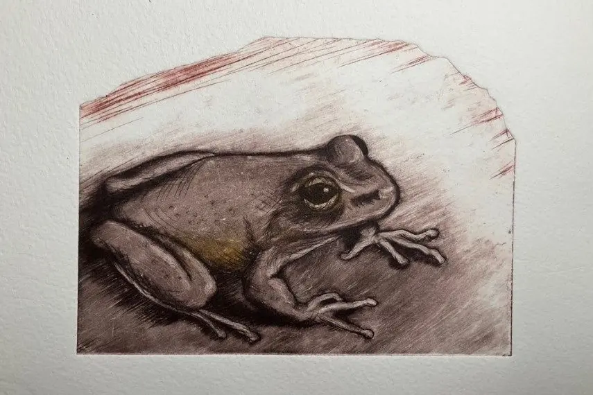 Kirsten Griffiths, \\u2018Booloolong Frog\\u2019 drypoint etching.