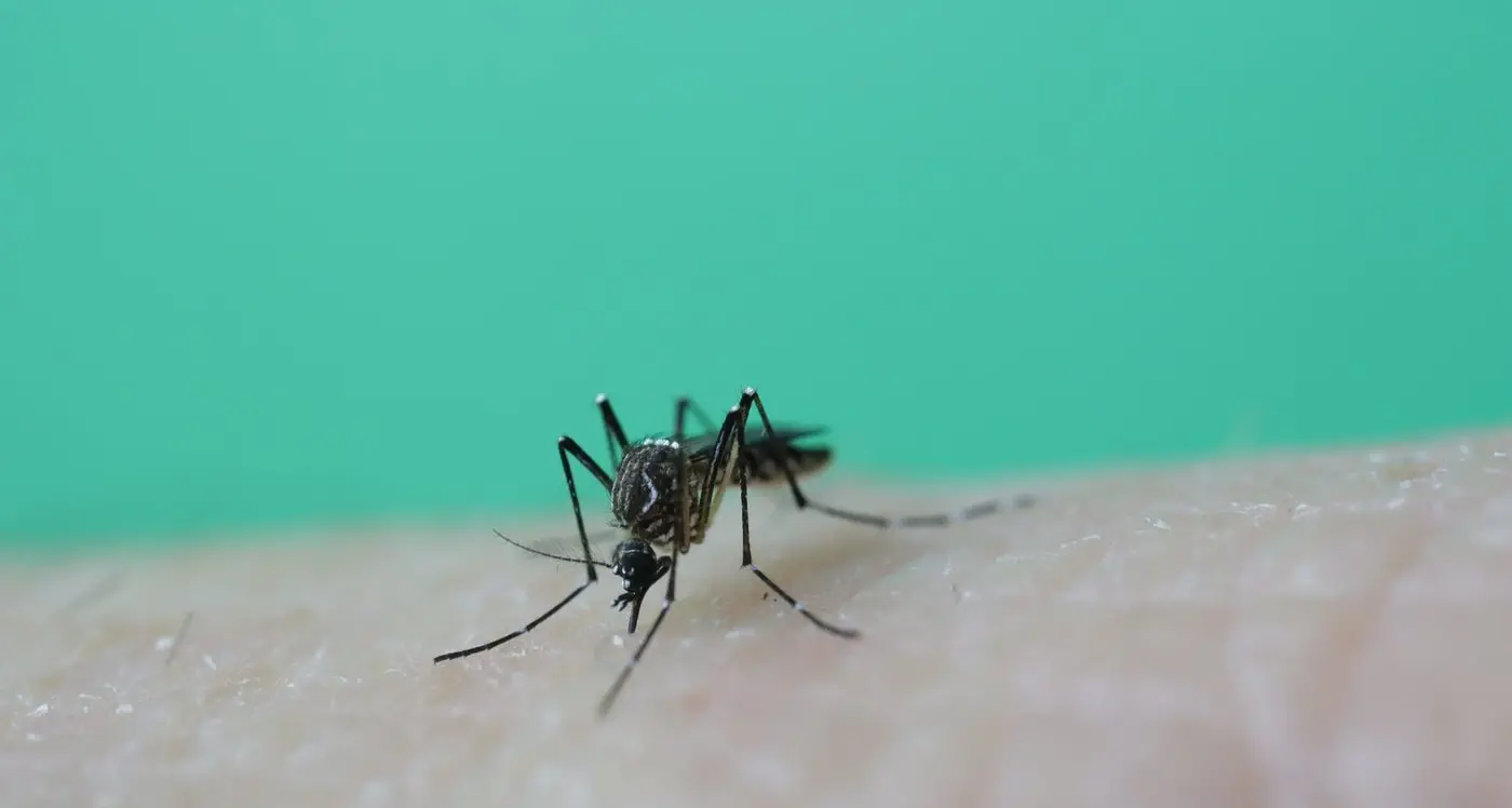 Second death of person with Japanese Encephalitis