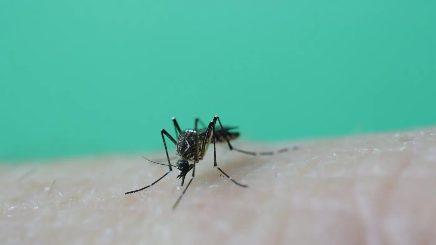 First Japanese encephalitis case this summer