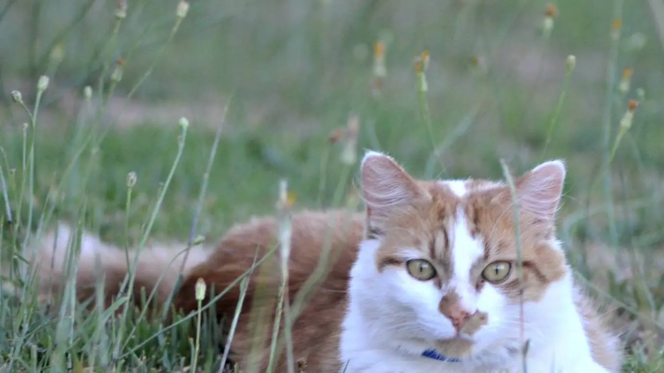 Committee releases report on cat population management