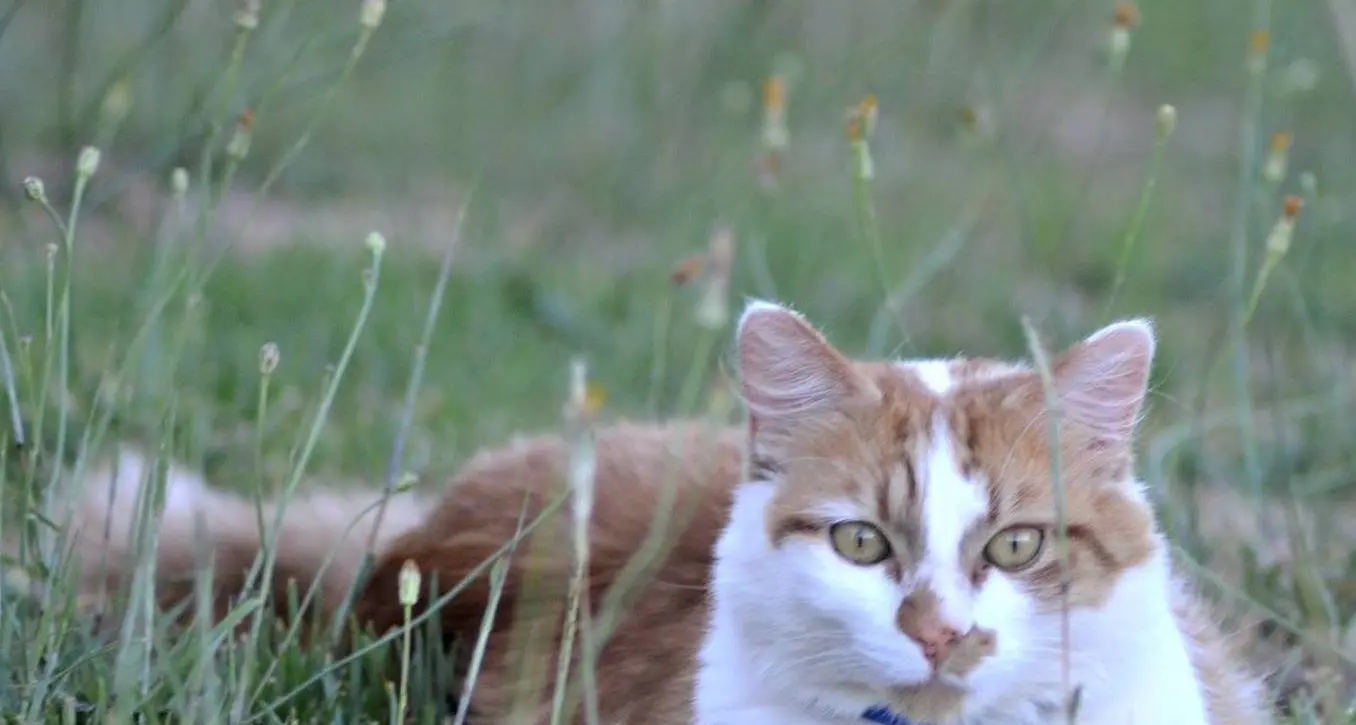 Committee releases report on cat population management