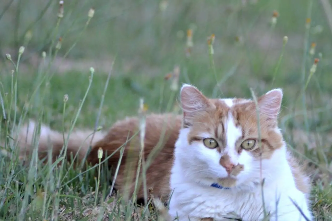 The NSW Committee has released its report into cat management across the state following its inquiry. PHOTO: Rebecca Hewson