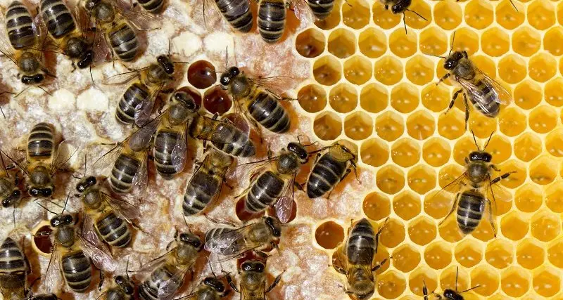 New online management tool for beekeepers