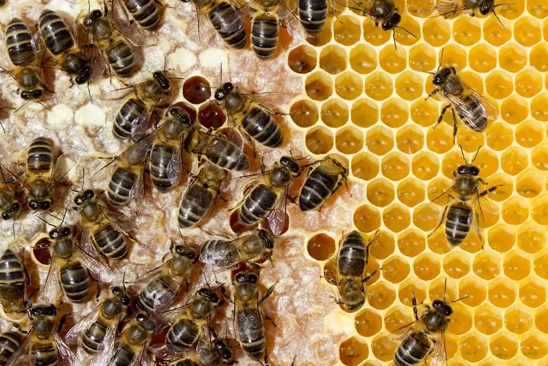 The NSW Government has launched a new online tool to help beekeepers with the management of Varroamite.