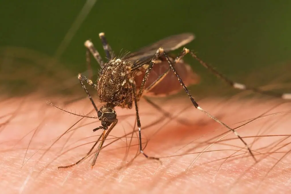 NSW Health is warning locals to take care this mosquito season.