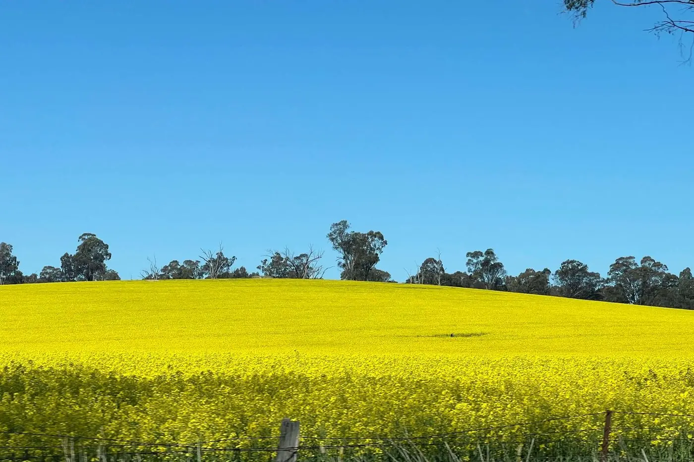 SPRING HAS SPRUNG: The weather is starting to warm up across the Hilltops. Photo: Rebecca Hewson.