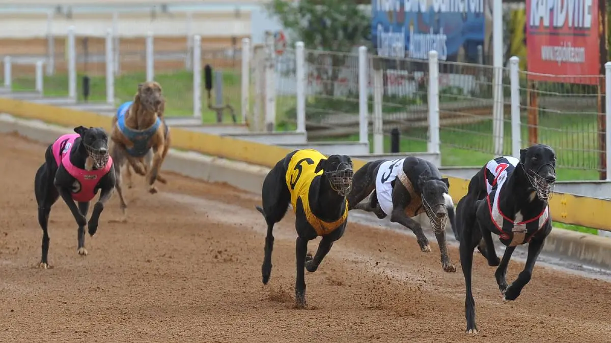 Young greyhounds to lose track