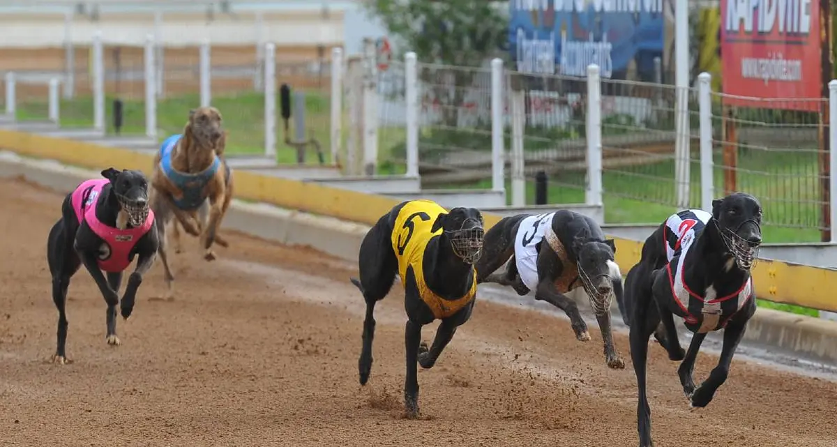 Young greyhounds to lose track