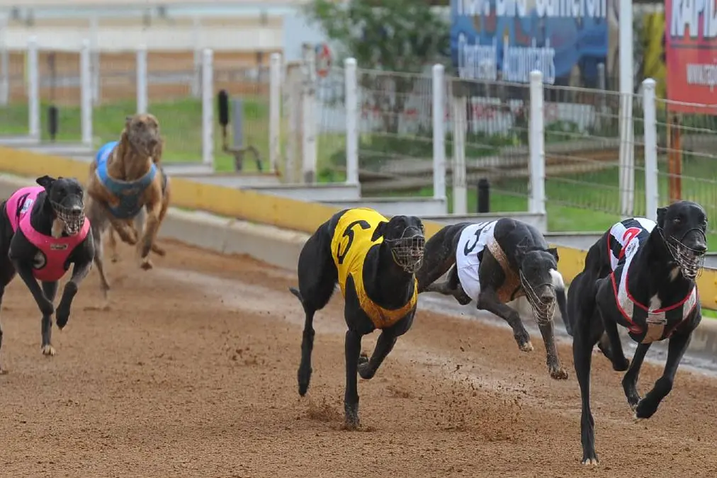 Young greyhounds to lose track