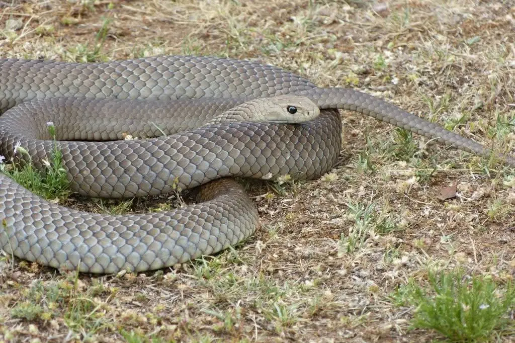 <p>A close up of an Eastern Brown which are common across the Hilltops. PHOTOS: Wildcare</p>\\n