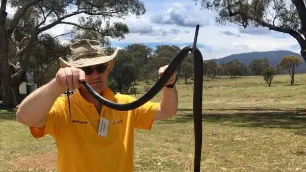 Warmer weather means snakes are on the move