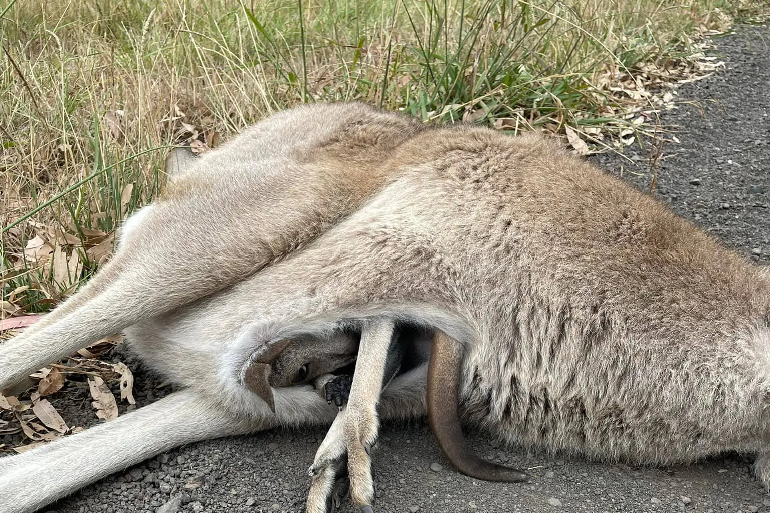 <p>Motorists are being urged to take care on local roads and contact Wildcare if they see an injured animal. PHOTOS: Wildcare.</p>\\n