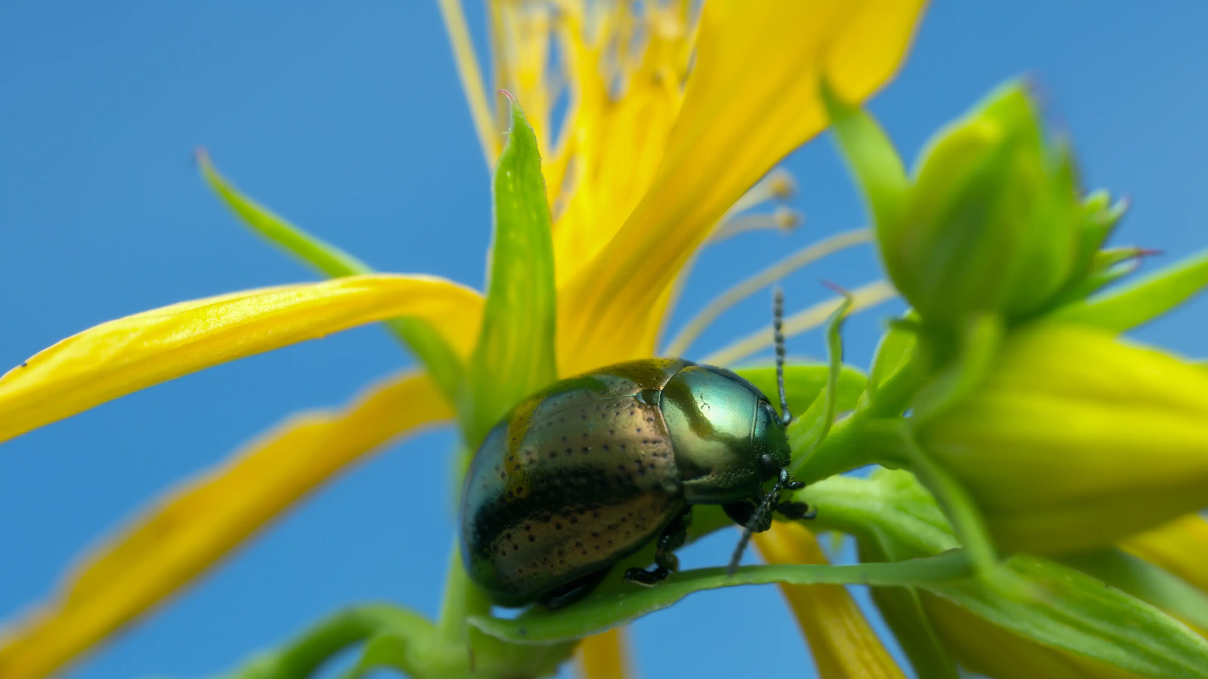 St John’s wort beetle returns in force across local pastures