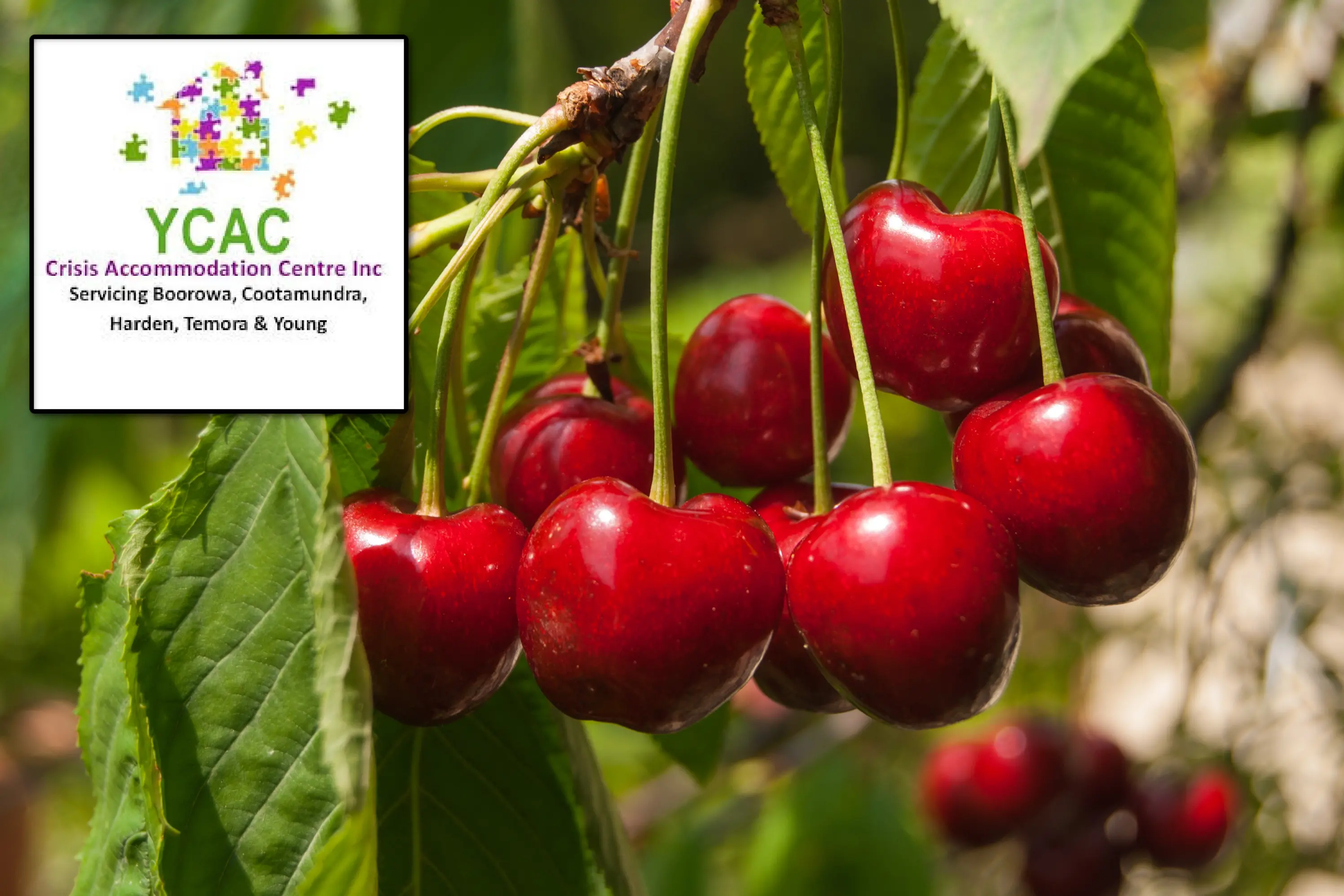 <p>Young Crisis Accommodation Centre has warned the housing crisis will worsen as region enters the busiest period of the year. PHOTO: File</p>\\n