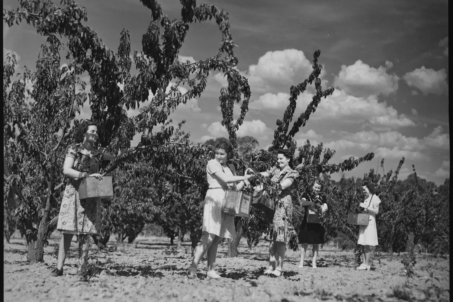 <p>*Copy_Cherry Festival feature 1_Image001_56522</p>\\n