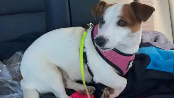 Pet owners urged to plan now for summer