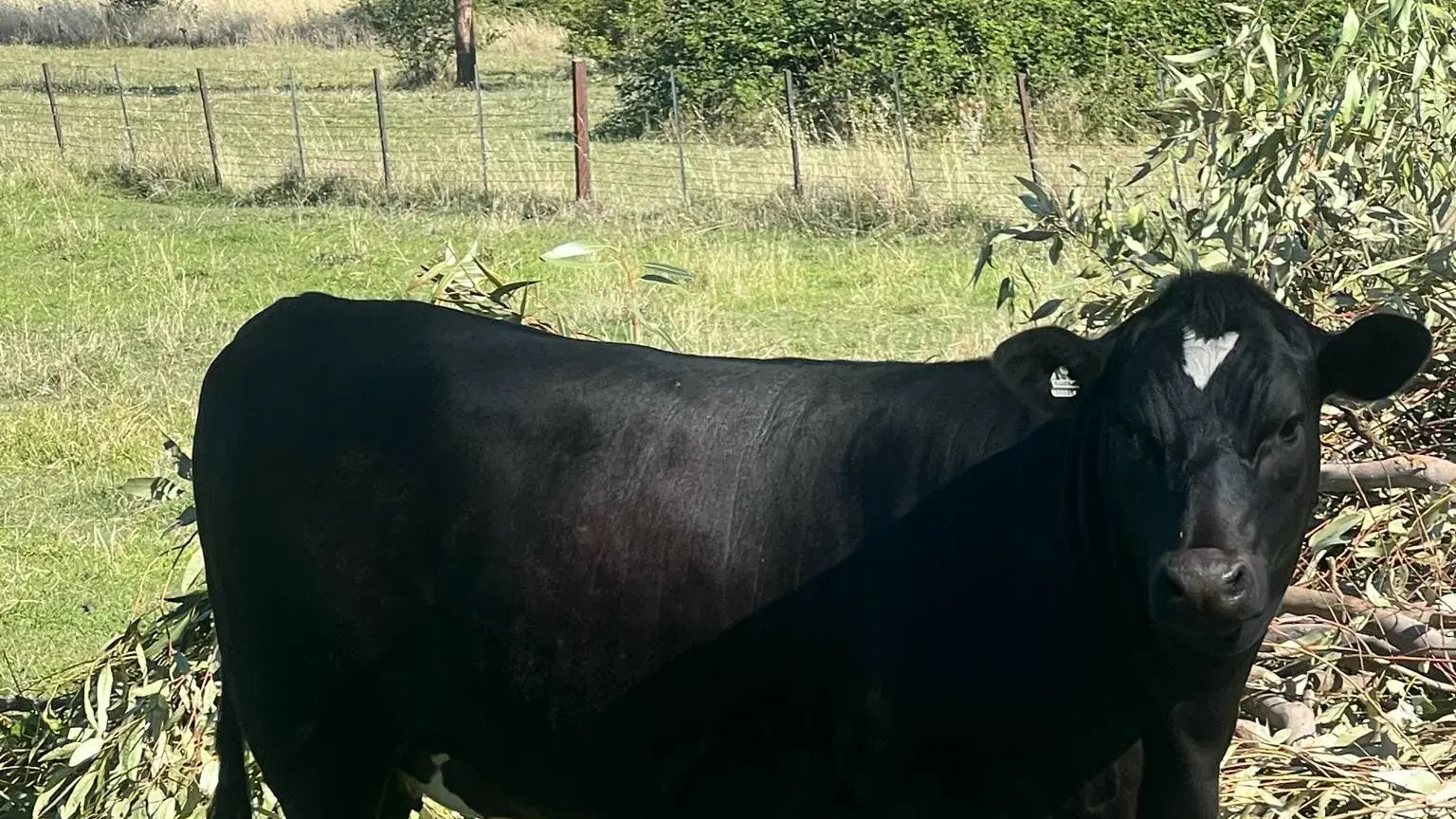 Virtual fencing agtech to modernise cattle farming