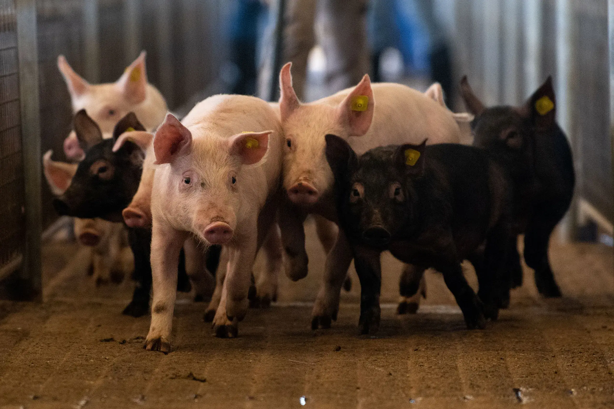 <p>Local Land Services gives a timely reminder for pig owners in the lead up to Christmas. PHOTO: Supplied</p>\\n