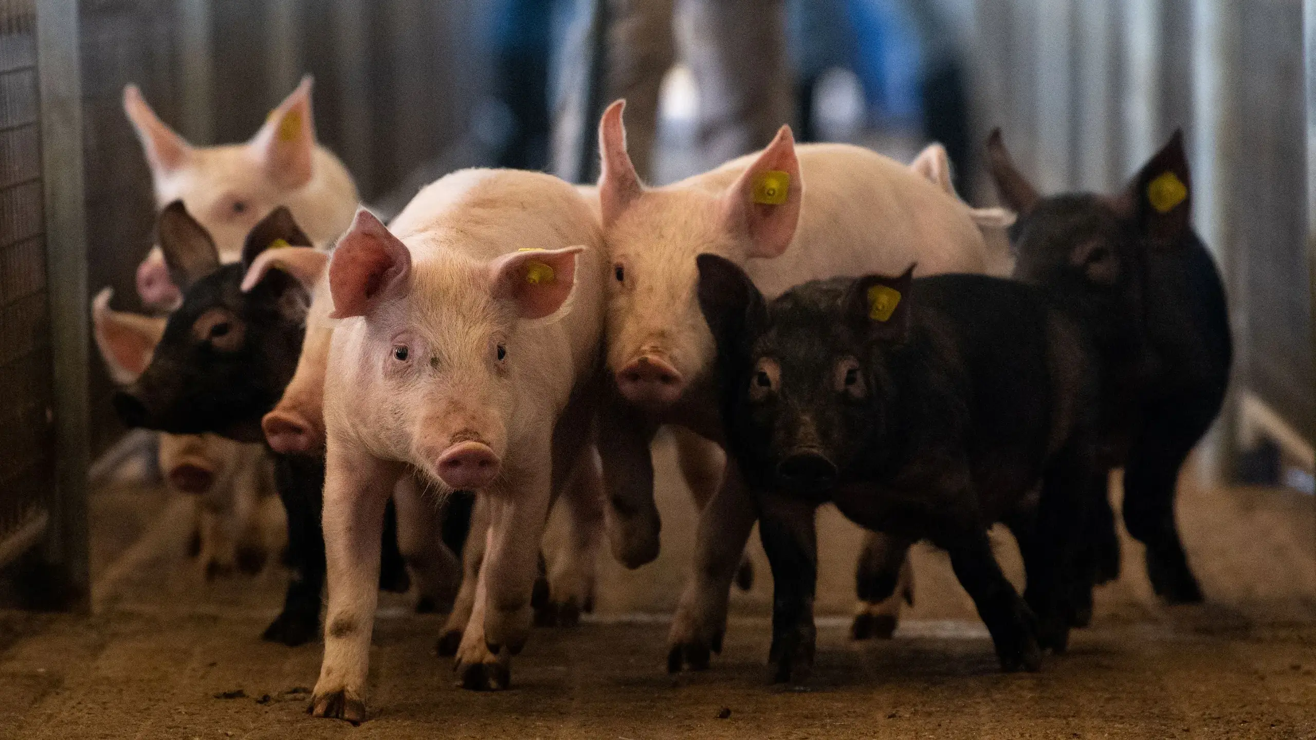 LLS gives a Christmas reminder for pig owners