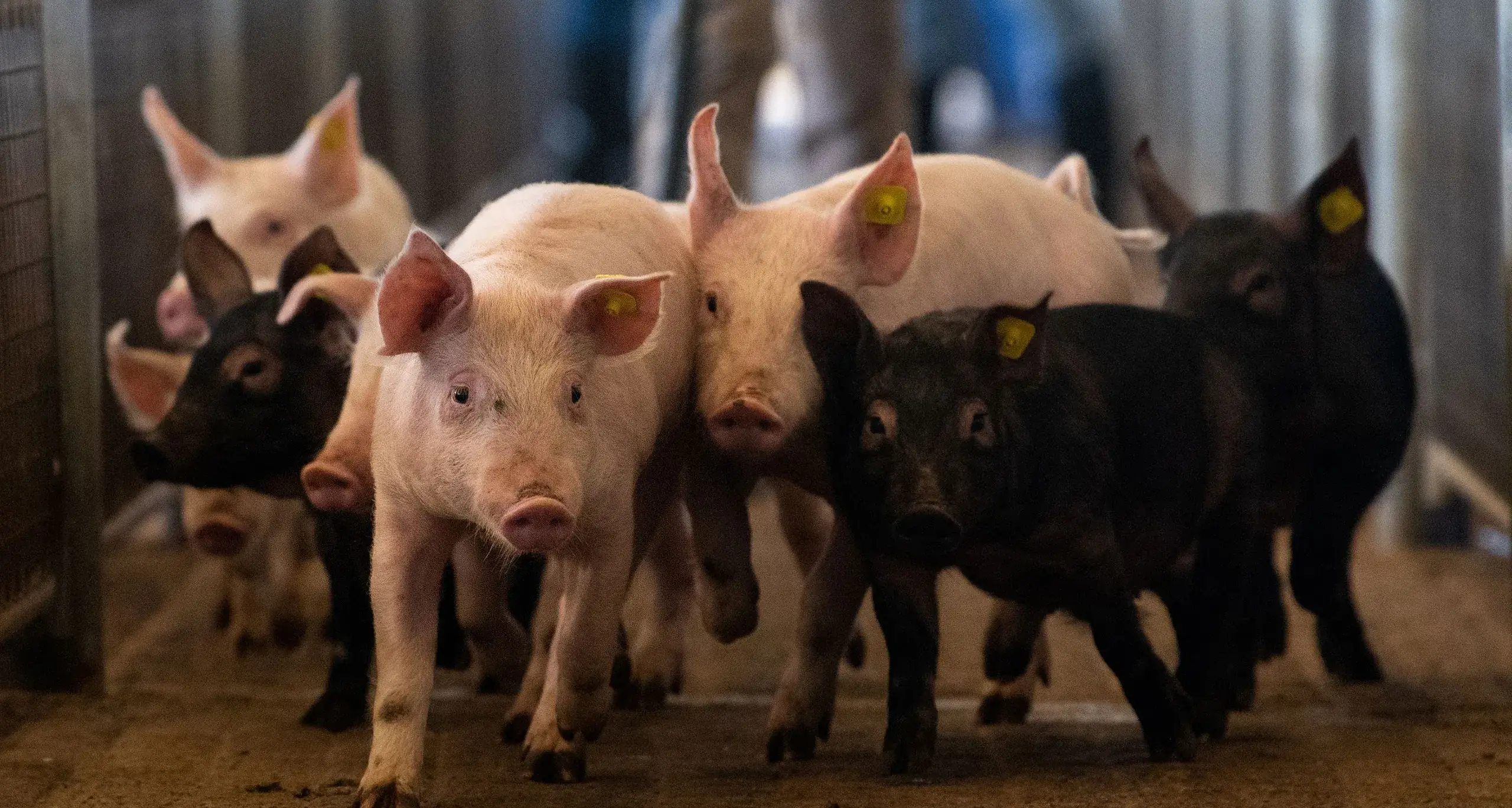 LLS gives a Christmas reminder for pig owners