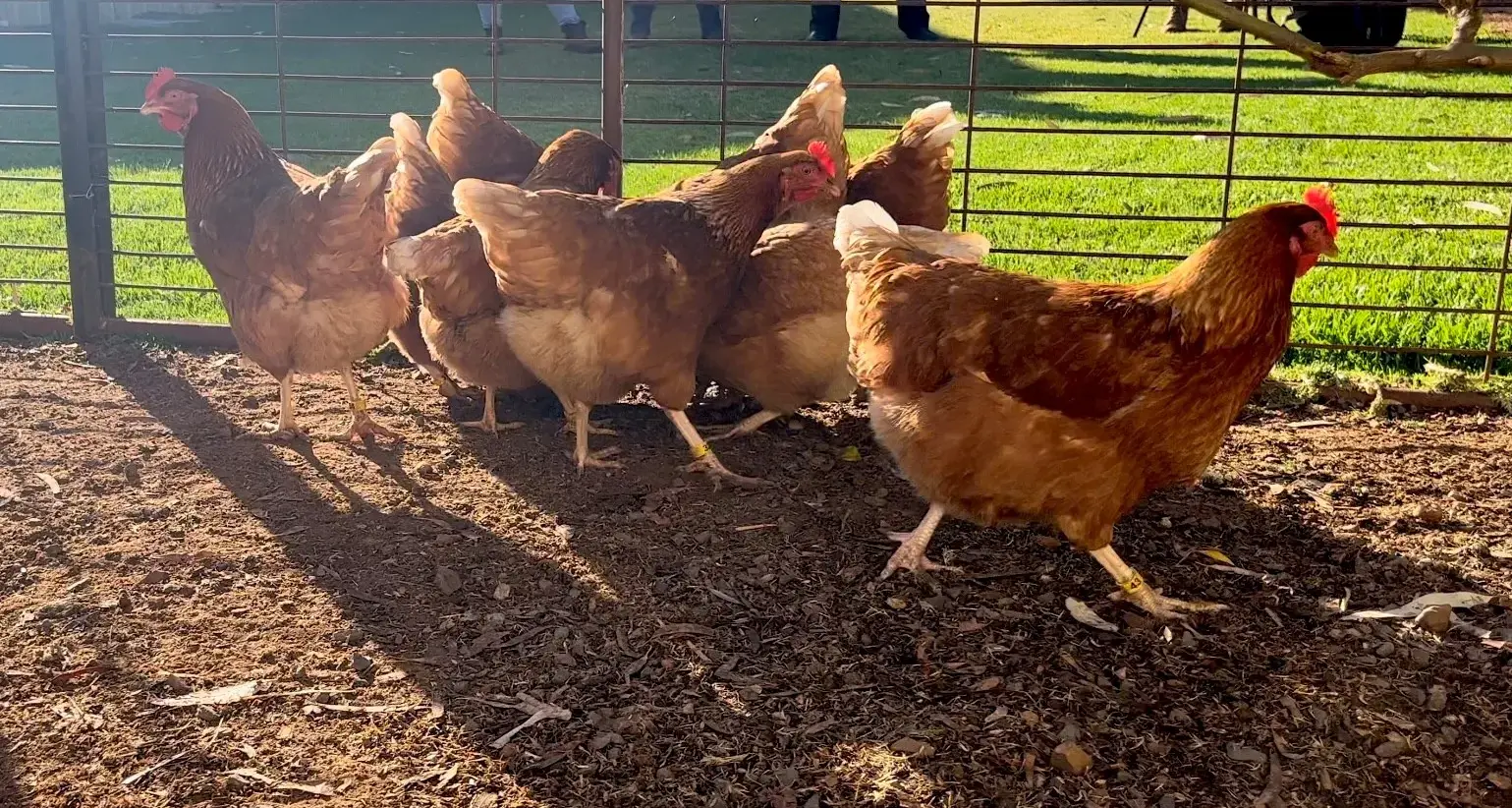 NSW Health issue a mosquito warning for locals