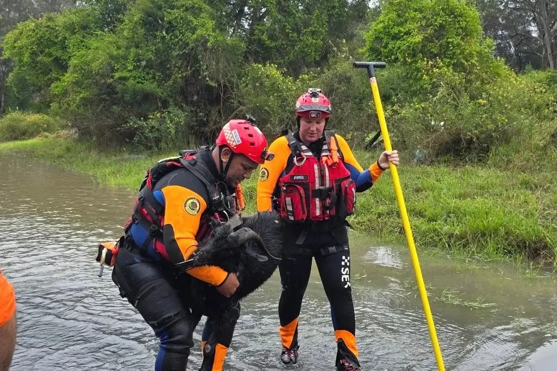 SES urges pet owners to include animals in plans
