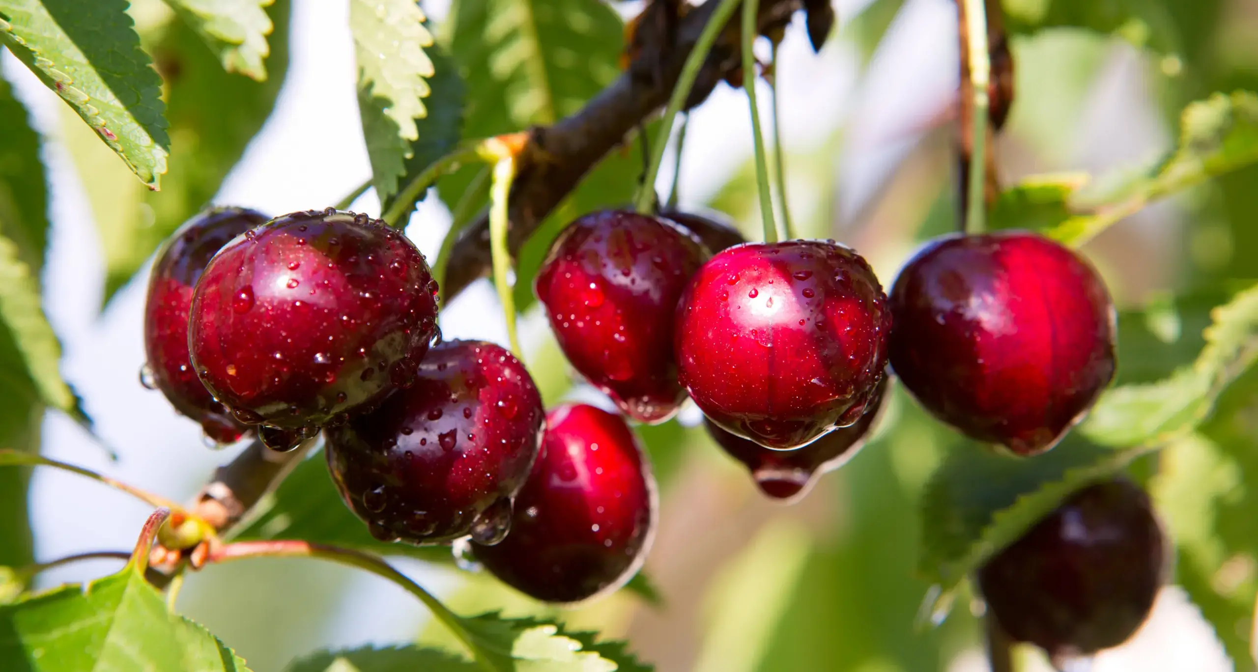 Tax shock for farm trailblazers