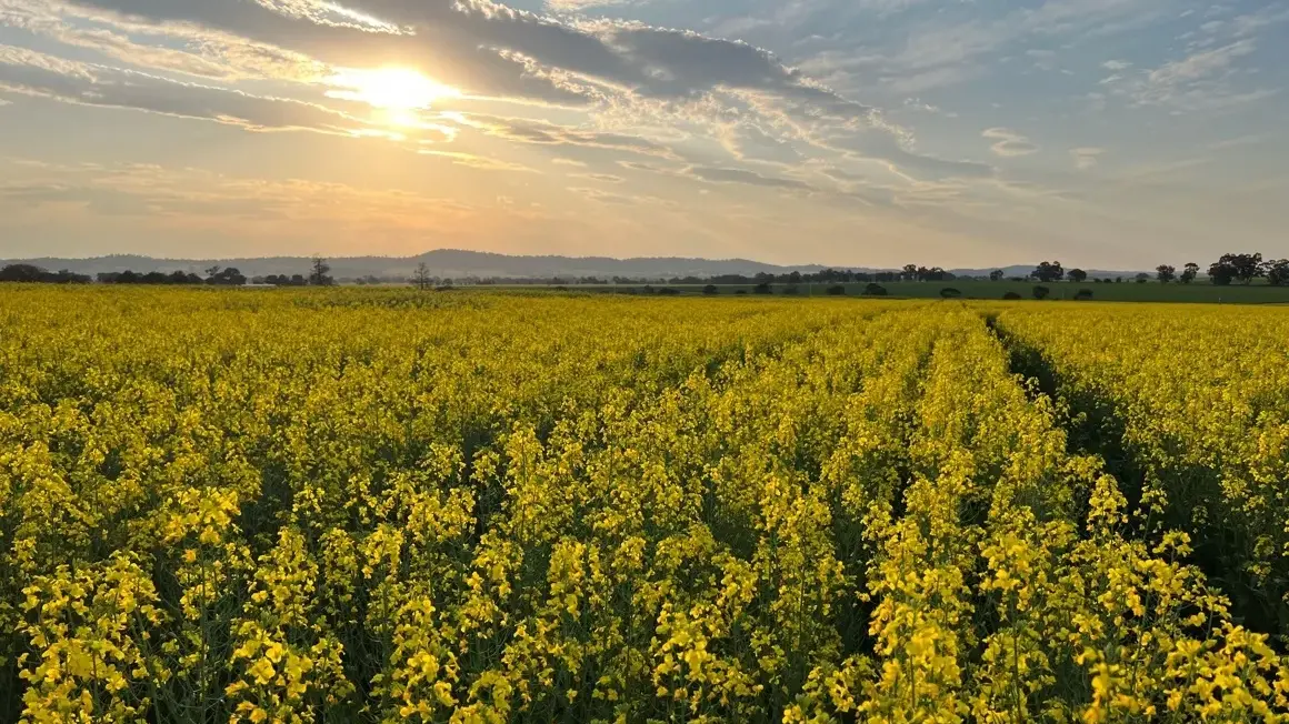 Data shows NSW farming’s record‑breaking growth across cropping and livestock