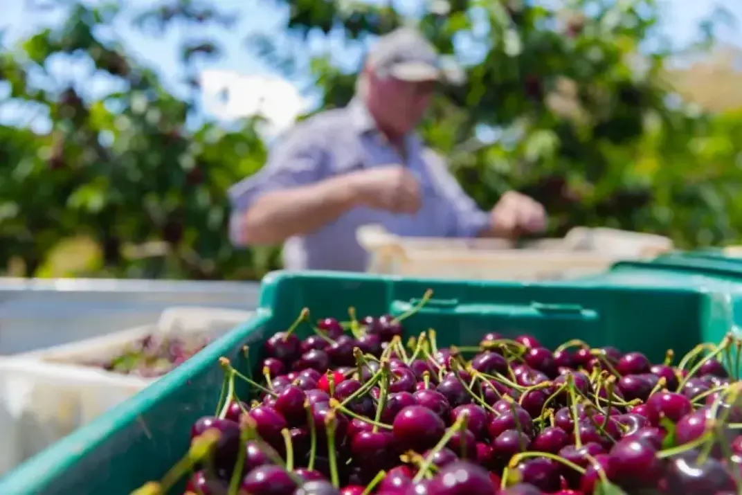 <p>PHOTO: Ballinaclash Fruit and Wine.</p>\\n