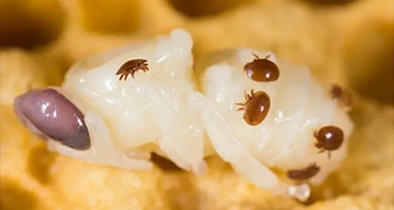 DPIRD advises pyrethroid resistant Varroa management