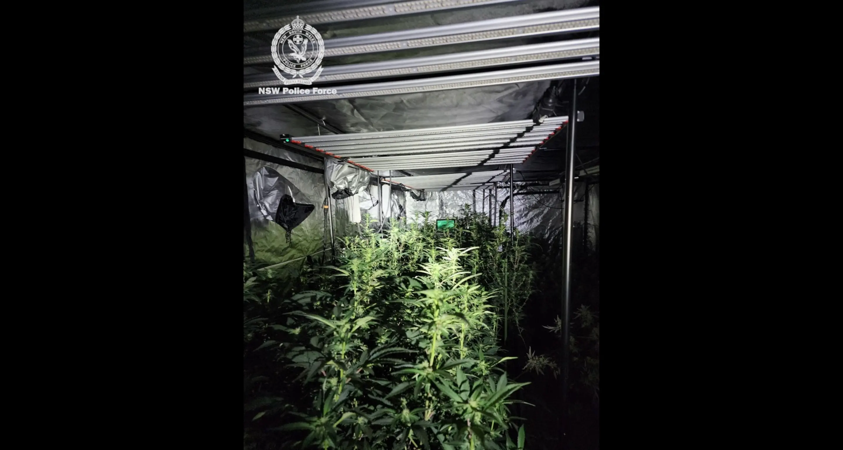 Illicit substances seized after raids