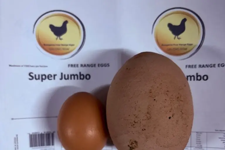 <p>Bungaree Farms has broken another record with one of their hens producing a 210 gram egg.</p>\\n