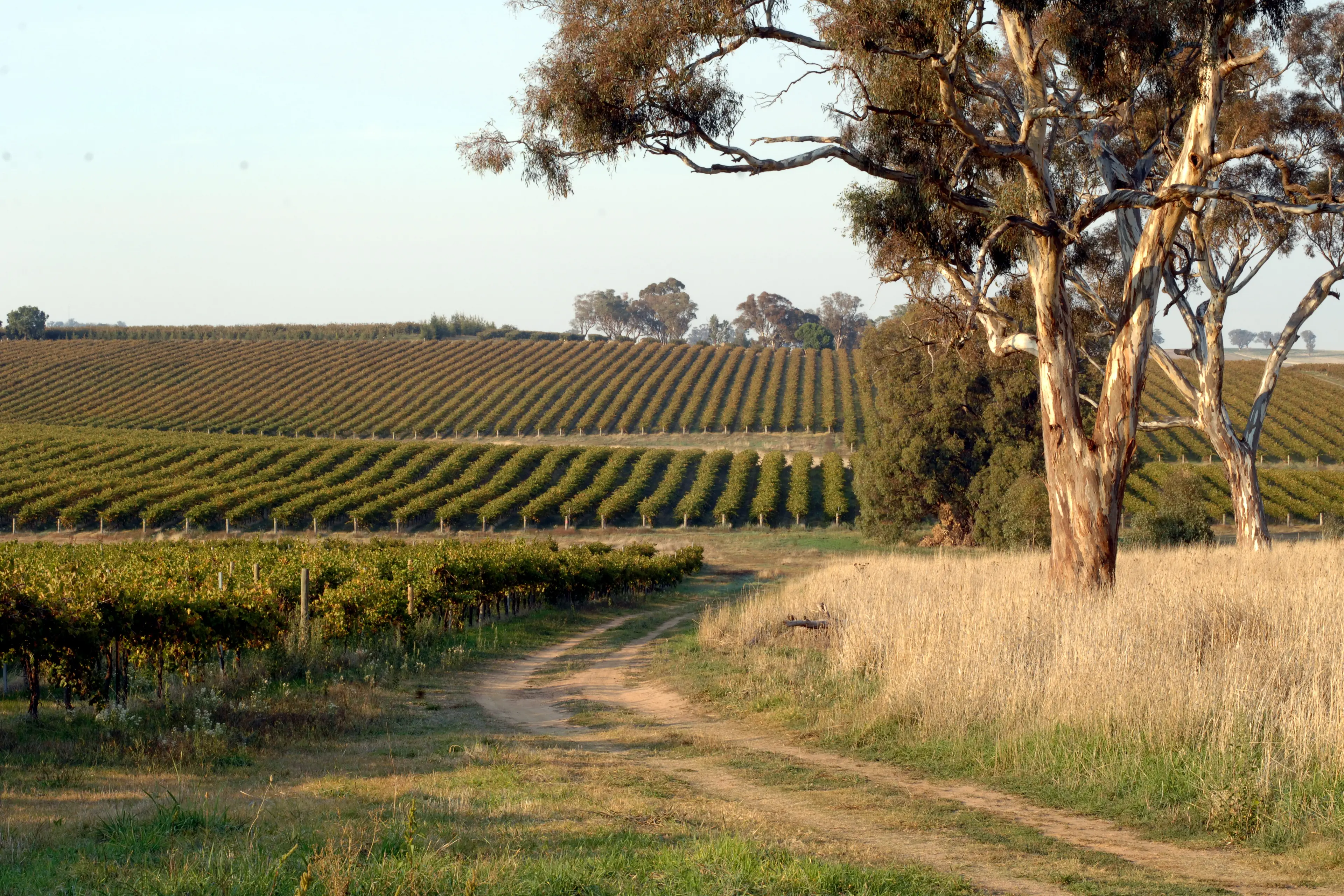 Hilltops vineyards encouraged by growing season