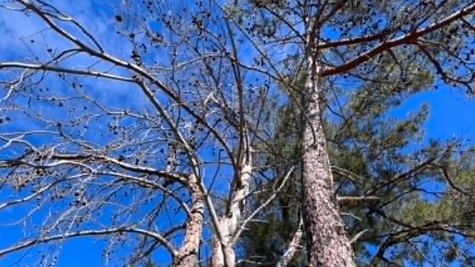 Calls to preserve Young’s historic Lone Pine memorial