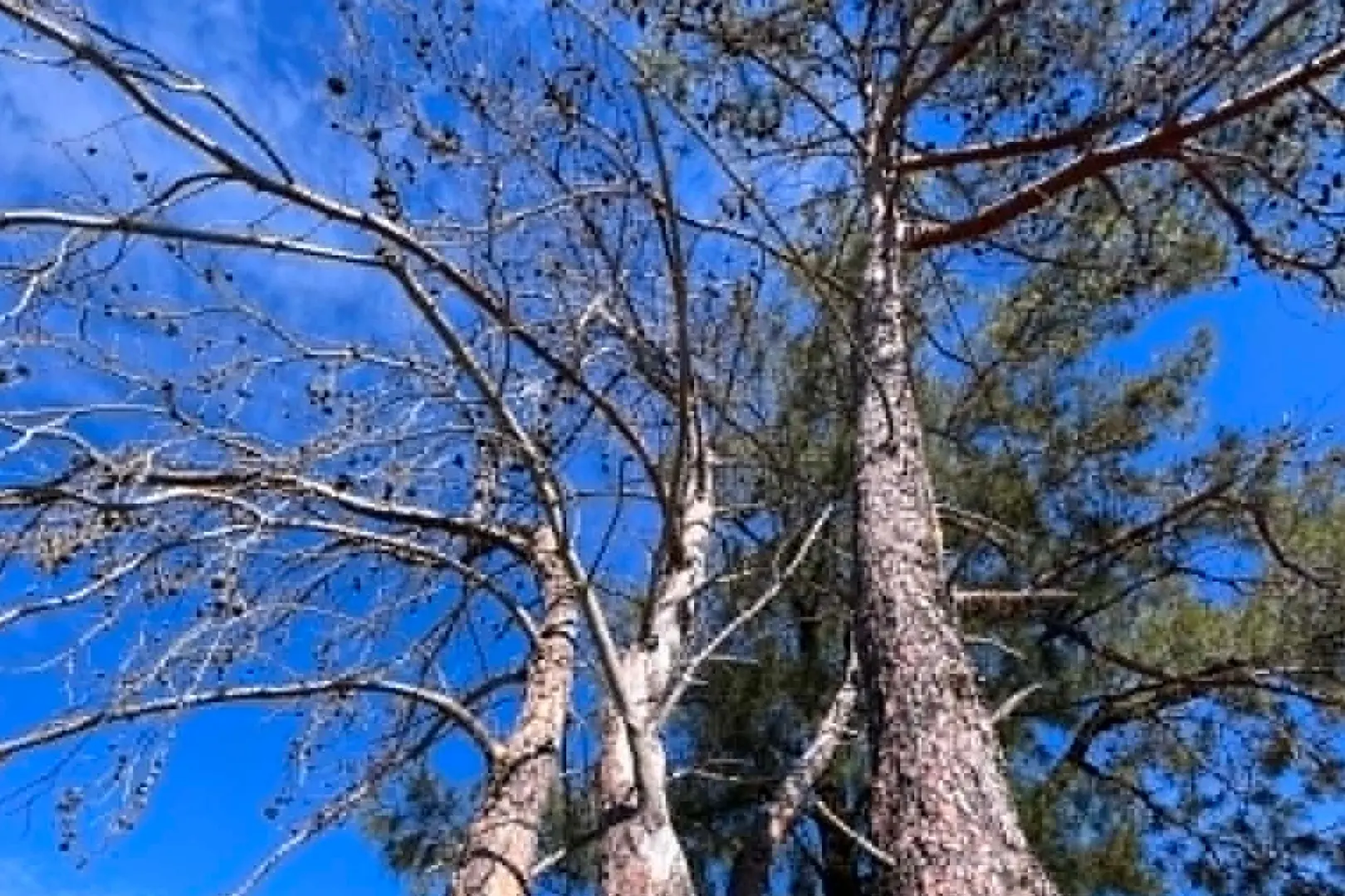 <p>The Lone Pine was planted in 1965 and grown from seed linked to the original Lone Pine on Gallipoli.</p>\\n