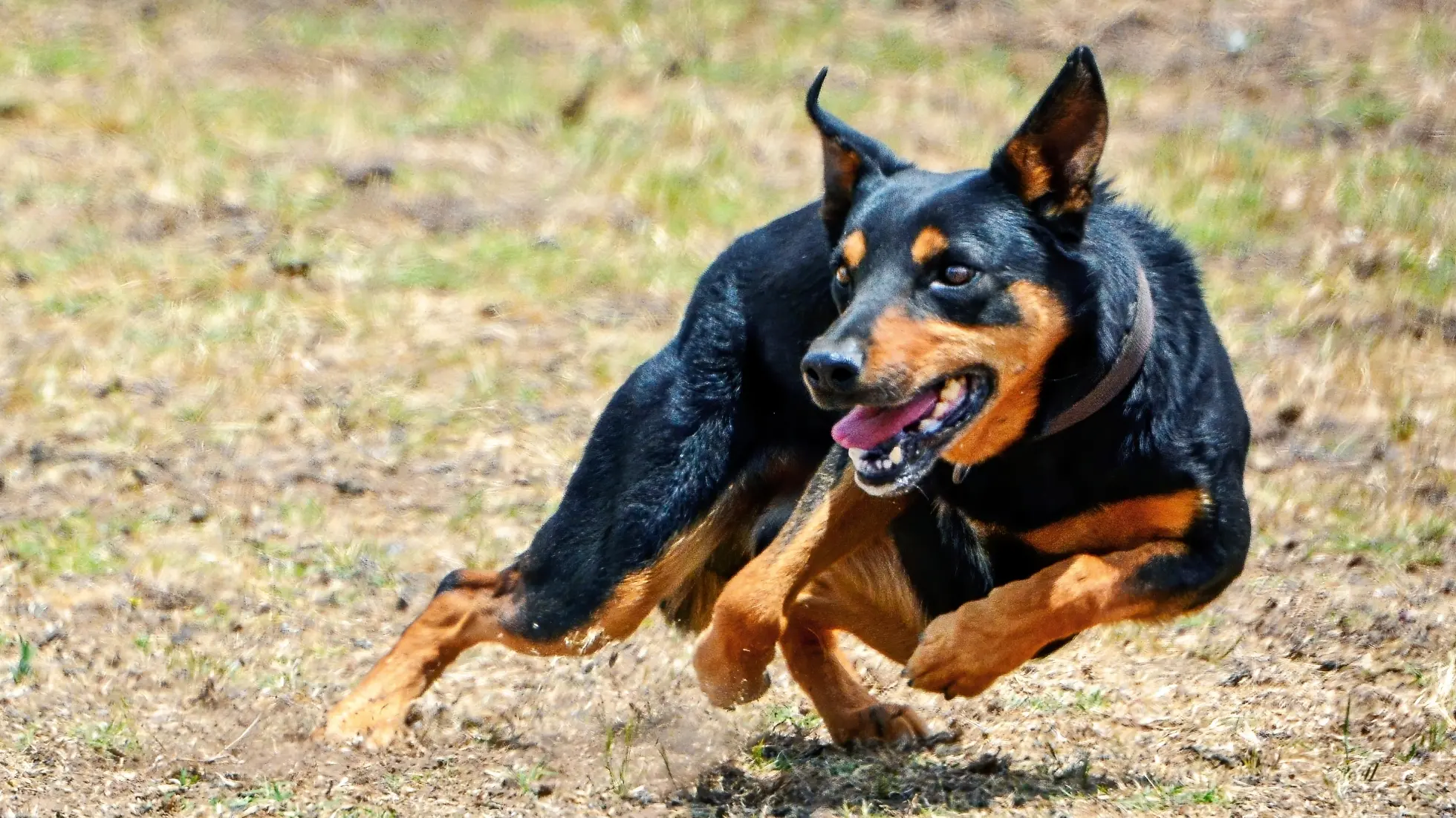 Top Yard Dogs and Handlers Set to Compete at NSW Championship in Young