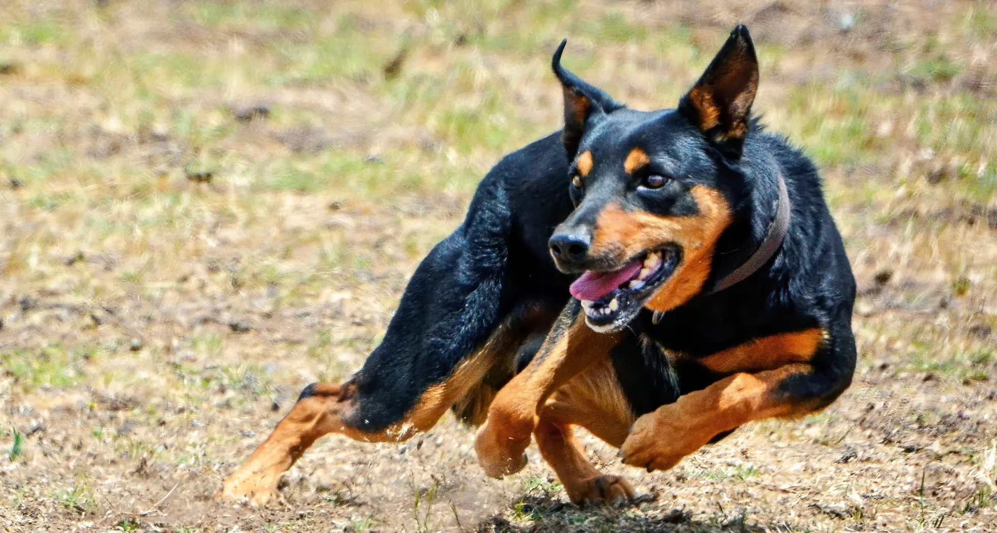 Top Yard Dogs and Handlers Set to Compete at NSW Championship in Young