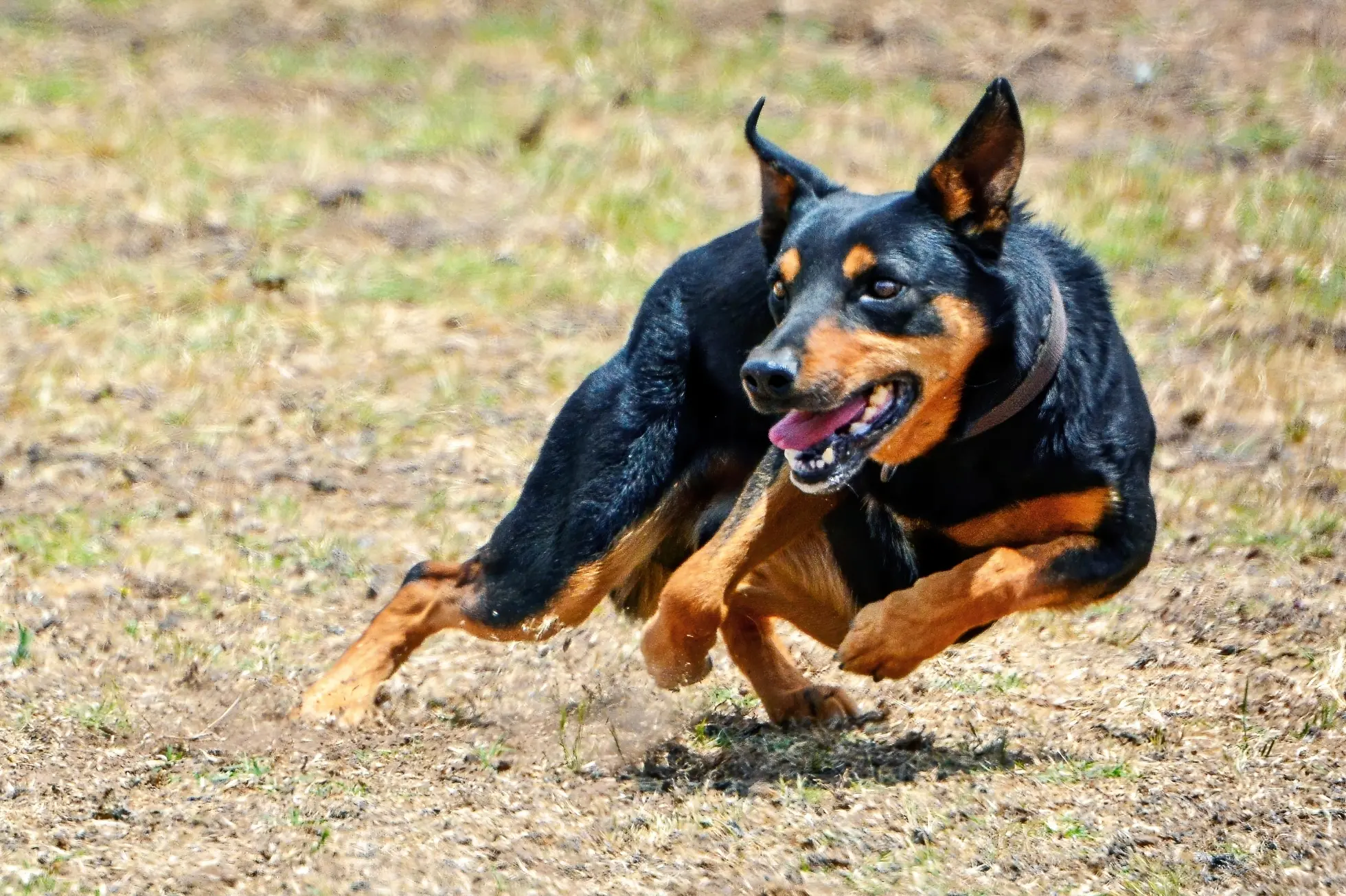 <p>Some of the state\\u2019s best working dogs and handlers will head to Young this week, PHOTO: Adobe Stock</p>\\n