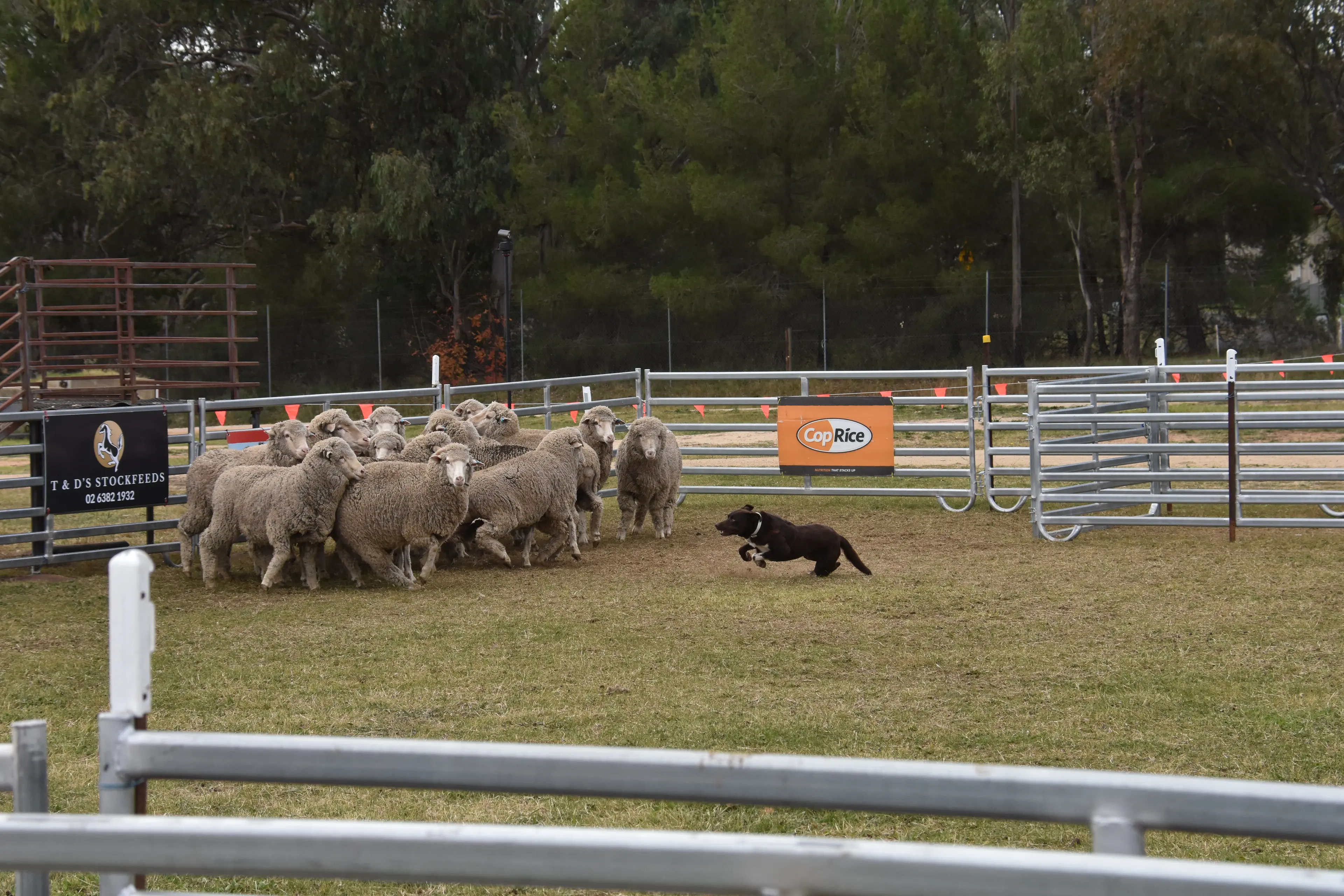 <p>Working dogs and their handlers descended on Young to compete in the NSW Yard Dog Championships. PHOTO: Rheannon Watts</p>\\n