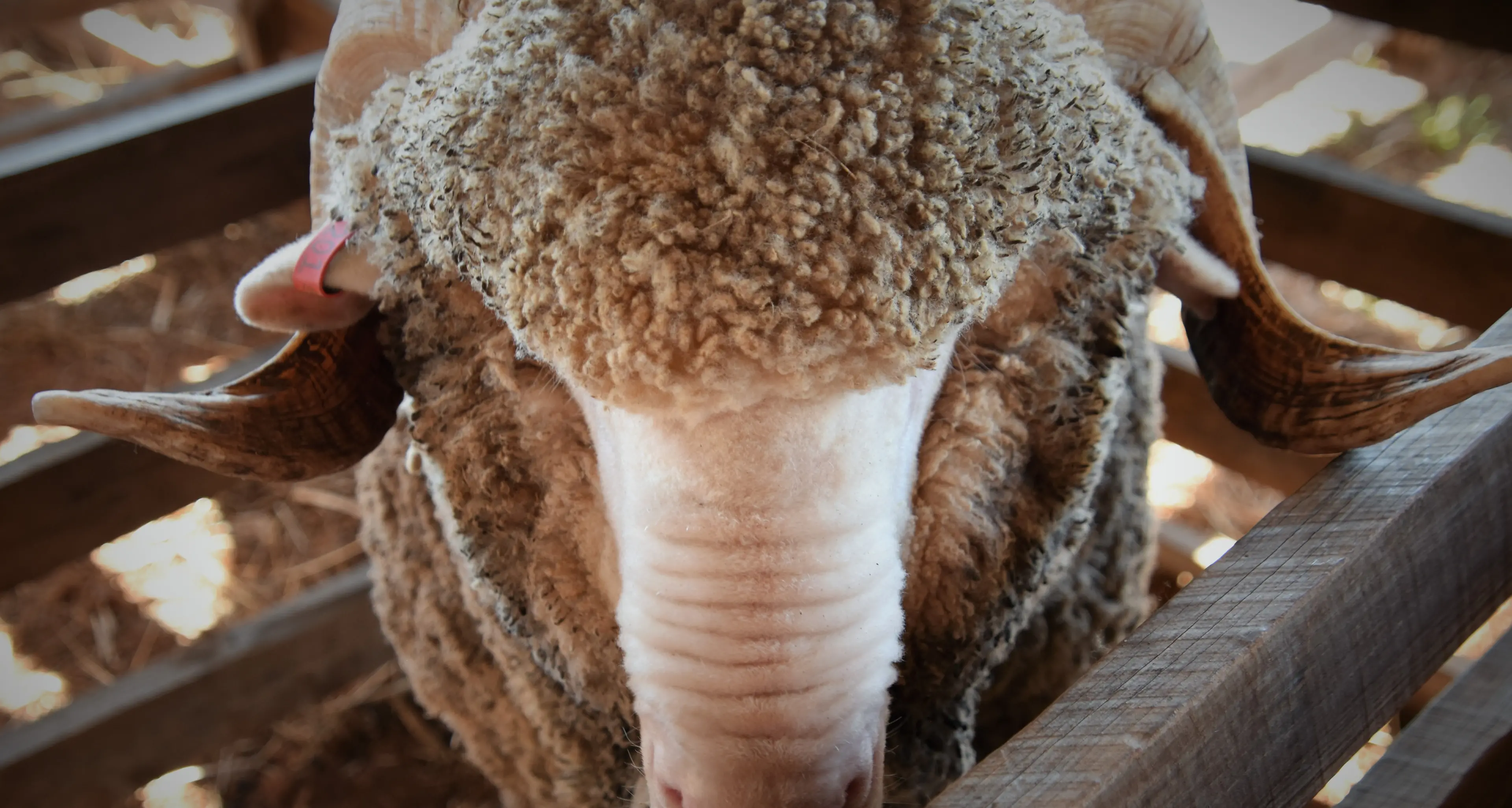 Farmers back call for veterinary telehealth
