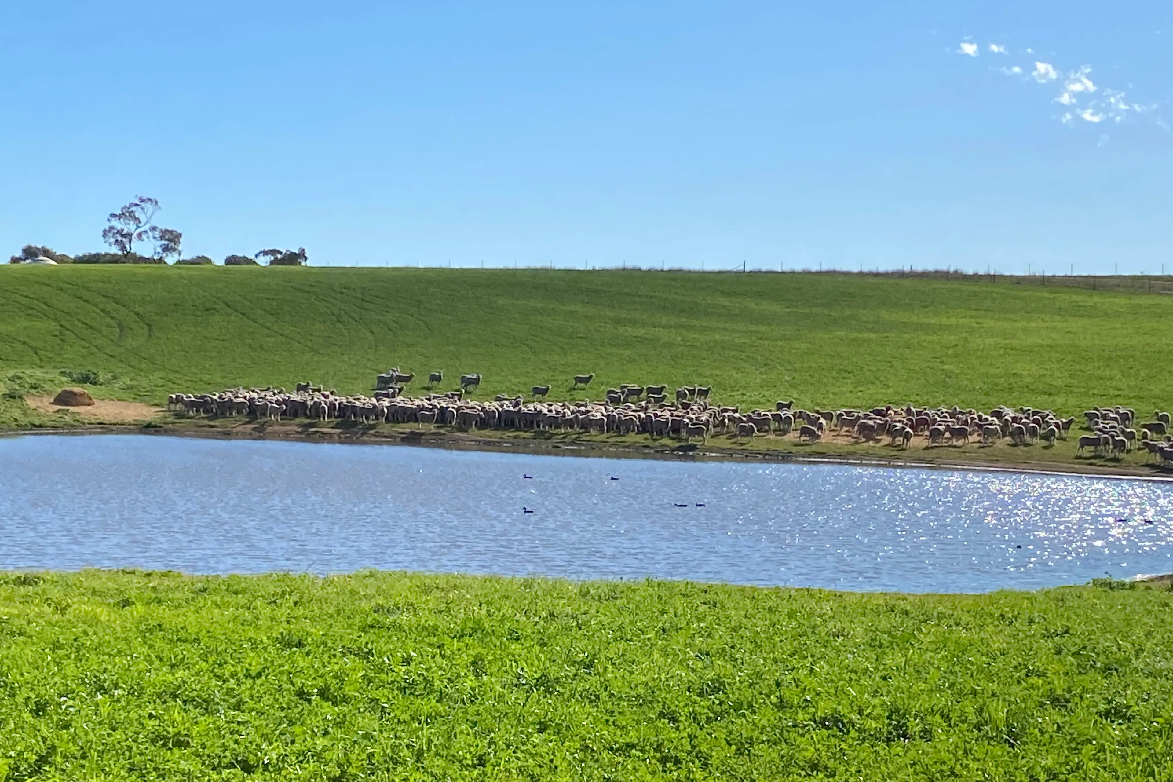 <p>The winter was a favourable one for local farmers. PHOTO: Anna Hayes</p>\\n