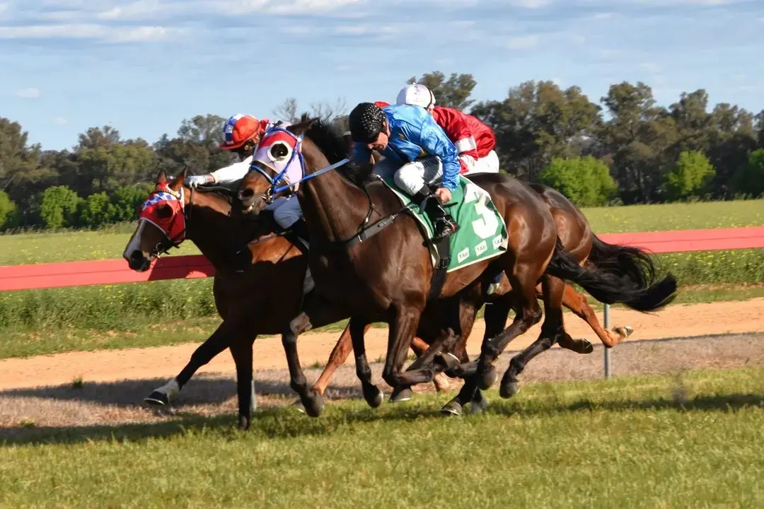 <p>The David Blundell, Gundagai trained Shafty won the 2000 metres Cultiv8 Financials Grenfell Cup by a half neck at the 2024 Grenfell Jockey Club Races. PHOTO: Jenny Kingham</p>\\n