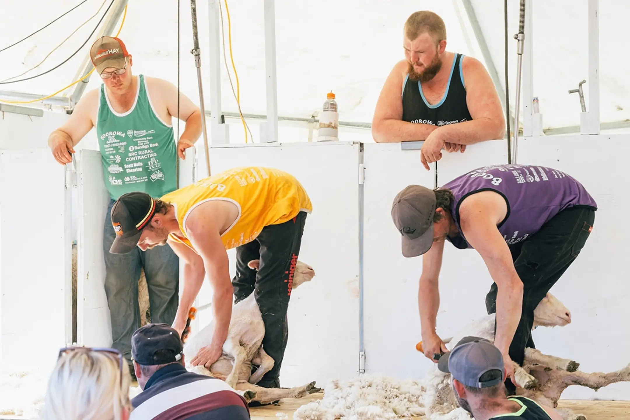 <p>Competitors will go head-to-head at the Boorowa Quick Shear this October long weekend. PHOTO: Supplied</p>\\n