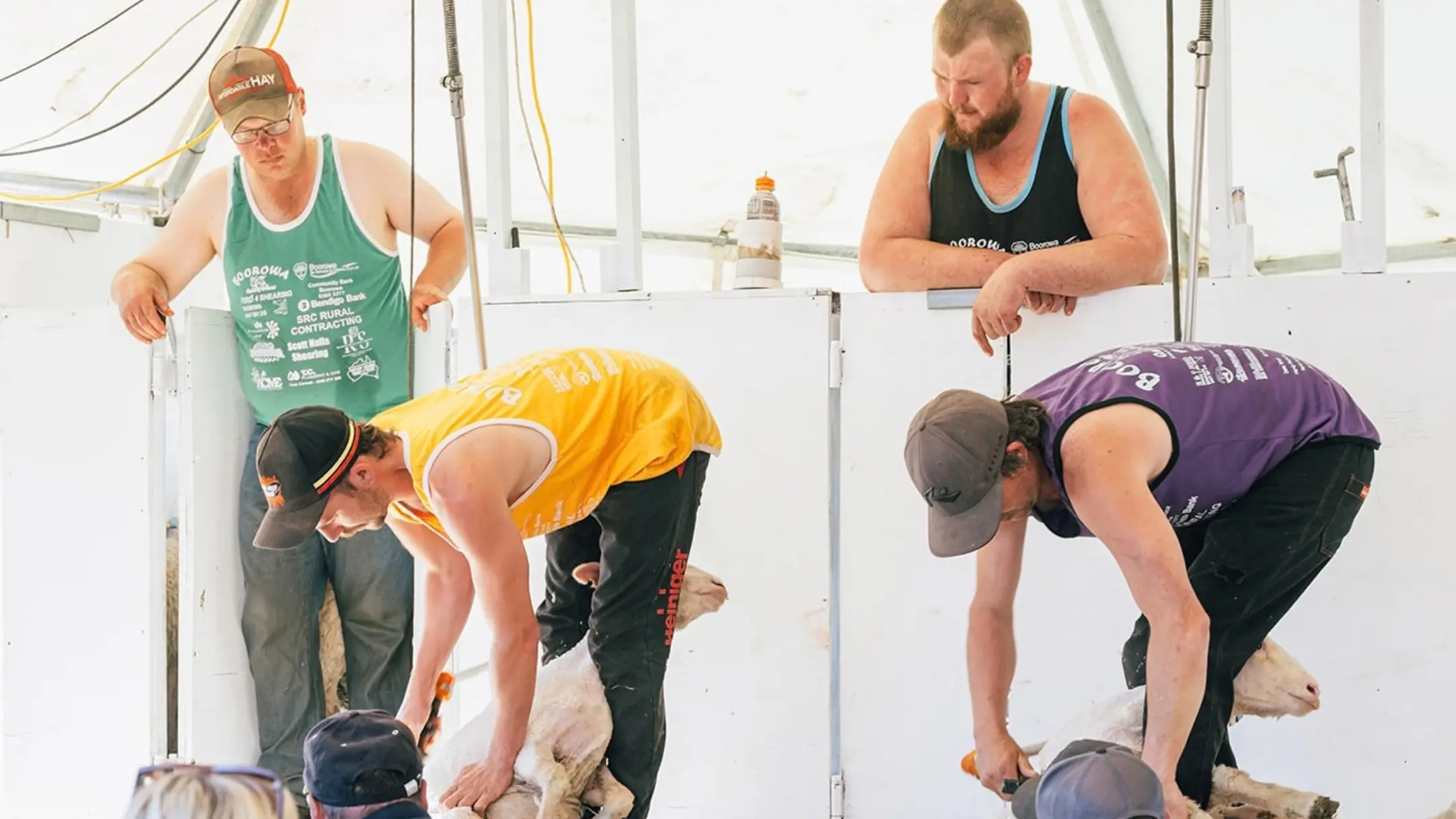 Boorowa's shearing showdown fast approaching