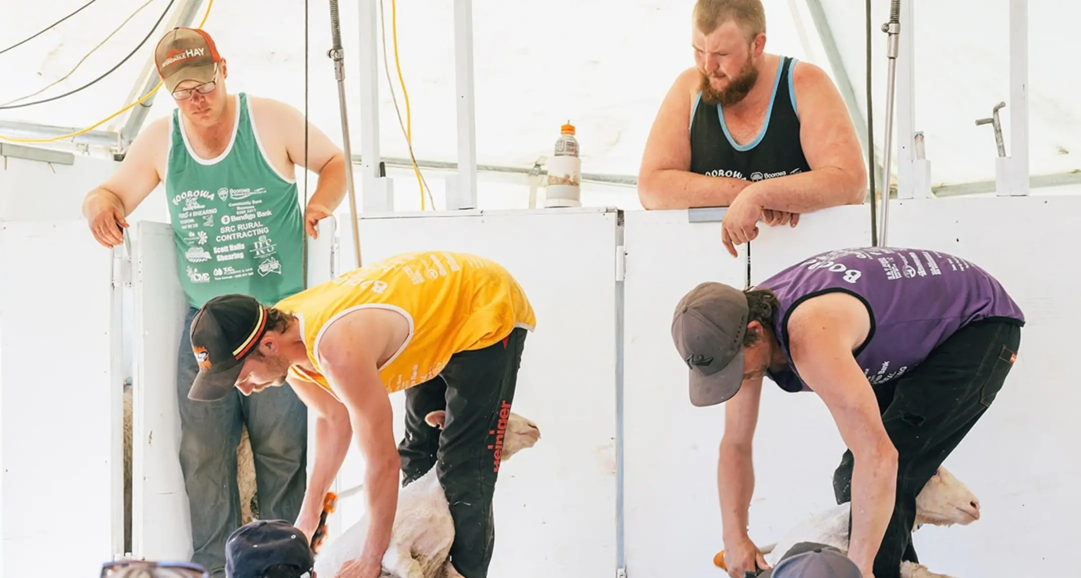 Boorowa's shearing showdown fast approaching
