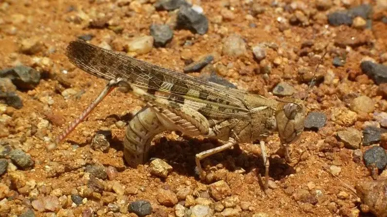 Locals encouraged to report plague locust sightings