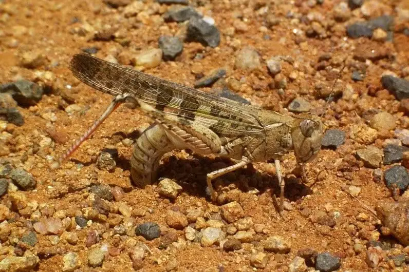 <p>Plague locust sightings have been recorded in the state\\'s far west. PHOTO: Supplied</p>\\n